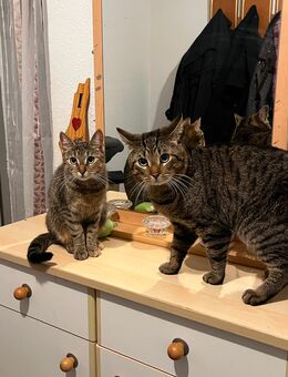 Kater Leo und Katze Susi - Potsdam