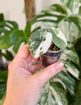 Alocasia Melo variegata - Grade A - Berlin