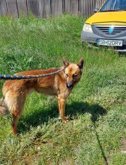 Goldschatz sucht sein Körbchen - Alfdorf