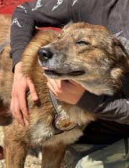 Marius ist ein Gute-Laune-Hund - München