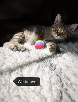 Ein reinrassiges BKH Kätzchen abgabebereit - Welzheim