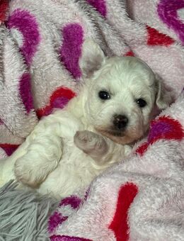 Bichon Frisé Welpen suchen ein liebevolles Zuhause - Gütersloh Zentrum