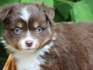 Australian Shepherd Welpen suchen ein neues Zuhause - Frankfurt (Main)