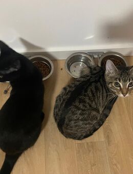 Zwei Katzenbabys sind inklusive Toilette und Kratzbaum abzugeben - Schweinfurt