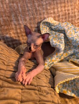 Süßer Don Sphinx Kitten - Tauche