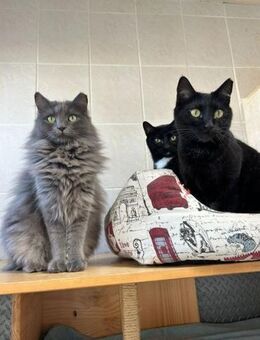 Katze Lady + Katze Gela - Bochum