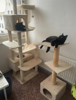 2 Kater suchen ein neues Zuhause - Bremerhaven