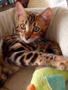 Bengalkitten wunderschöne kleine Leoparden suchen ein Zuhause - Groß Zimmern