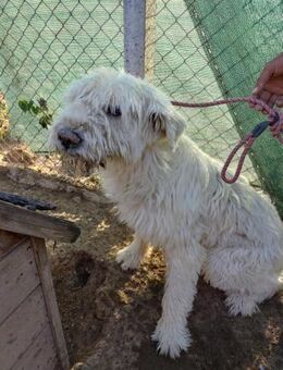 VICKY - Wuschel sucht Zuhause - Konstanz