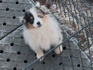 Mini American Shepherds (Showlinie)