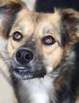 Jamila ist ganz offen und süß! - Karben