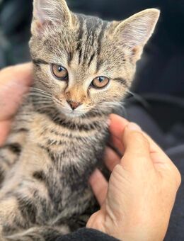 süße katzenbaby weibchen - Wenden