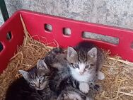 Katzenkitten suchen ein neues Zuhause - Westhausen (Landkreis Gotha)