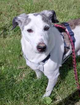 Lillo💙💙💙 Eine liebevolle Seele - Bad Karlshafen