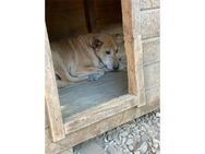 Boris Pflegestelle oder Zuhause gesuch - Oberwies
