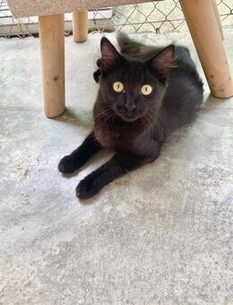 Langhaariges Katzenmädchen Tara - Karlsruhe