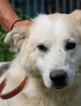 Timo - sanfter, verschmuster Rüde - Lohra