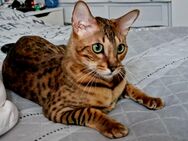 Bengal Kater kastriert - Hörstel