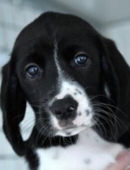 Möchten Sie Celeste zu sich holen? - Neuss