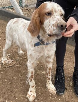 Setter Sammy - Stuttgart