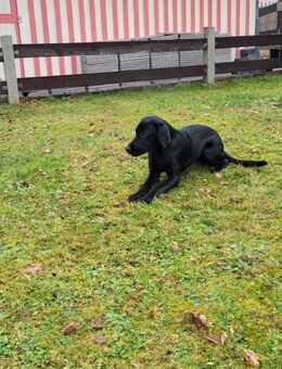 Labrador Retriever pur - Dietmannsried