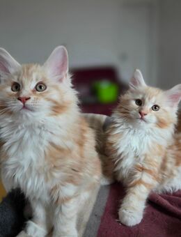 Maine Conn Kitten Creme - Gräfenthal