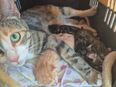 Katzenbabys in 28857