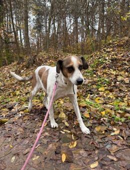 Csiri, liebes Mischlingsmädchen - Remagen