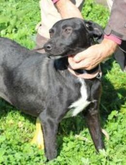 Bacalle - bildhübscher Jungrüde - Lohra