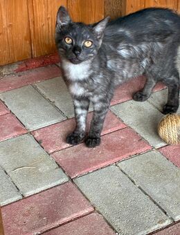 Katzen-Geschwister suchen ein neues zu Hause - Großengottern