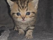 Reinrassige BKH-Babykatzen - Hilter (Teutoburger Wald)