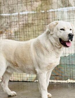 Dömper LM Sanfter Riese - Neustadt (Rübenberge)