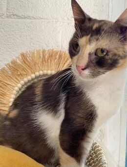 Minerva aus dem Tierschutz Kreta - Grevenbroich