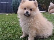 Pomeranian Zwergspitz Welpe Boo - Kaisersesch