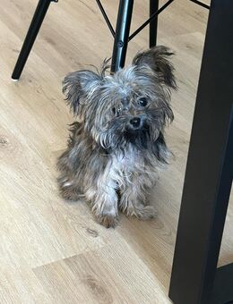 Liebevolles Zuhause gesucht - Schrobenhausen Zentrum