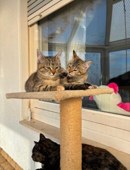 Süß Bäby Katzchen! - Stadtoldendorf