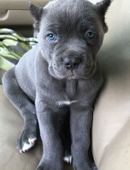 ((Reinrassige Cane Corso Welpen mit VDH Papiere suchen ein liebevolles zu Hause. Tel. o Zap: 0178 7499770)) - Frankfurt (Main)