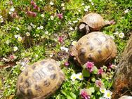 1,0 Vierzehenlandschildkröte ( Testudo horsfieldii ) - Rathenow