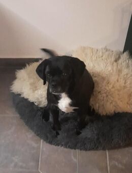 Cockerspaniel Beagle Mix Hündin - Wiesenburg