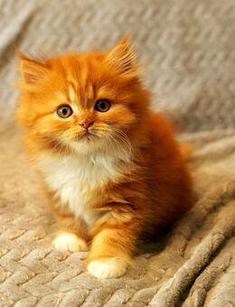 Selkirk Rex / Straight Kitten - Witten