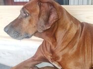 2 Rhodesian Ridgeback Welpen suchen liebevolle Familien! - Lohbarbek