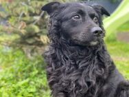 Missy ❤️Pflegefamilie 51143 Köln - Kissing
