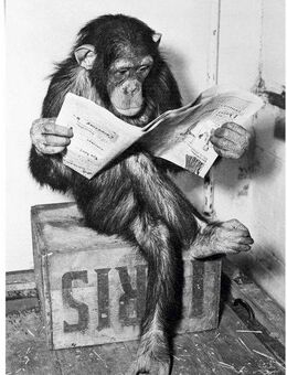 Reinders! Poster Chimp Zeitung Affe Schimpanse, (1 St)