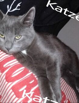 Korat-Katze mix mit Russisch Blau 4 Monate alt - Hamburg