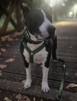 Pauli sucht ein neues Zuhause 🏡 - Schönebeck (Elbe)