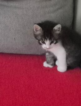 EKH Kitten - Gladbeck