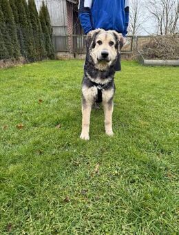 Mika Ein ganz gemütliches Hundebaby - Spenge