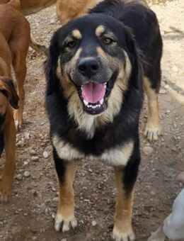 Aramis 💗liebevoll aufgeweckter Jungrüde - Hamburg