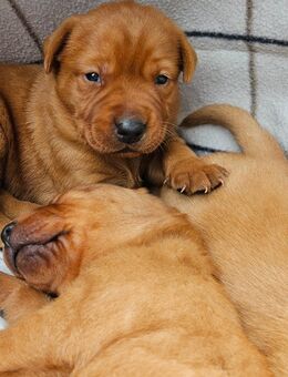 Labrador Foxred Welpen - Molbergen