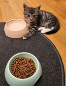 Kitten in 47533